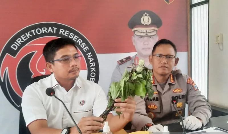 Dianggap Beracun, Kecubung tidak Digunakan Lagi sebagai Obat Tradisional 1 1000475970