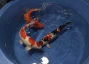 485 Ikan Koi dari Berbagai Daerah di Indonesia Ikuti 1st Tambun Bungai KOI Festival 2024