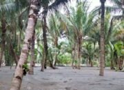 Banjir Lumpur Rusak Lahan Perkebunan dan Pertanian Warga Desa Jono Sigi 16 Banjir Lumpur Rusak Lahan Perkebunan dan Pertanian Warga Desa Jono Sigi
