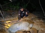 Memastikan Penyu Aman Bertelur di Pesisir Paloh 24 Memastikan Penyu Aman Bertelur di Pesisir Paloh
