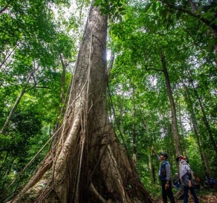 Pohon ‘Raksasa’ Benuang Laki