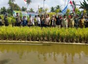 Petani Sungai Pinang Lama Sukses Panen Padi Apung