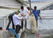 Bupati Kotabaru Panen Udang Vaname di Lokasi Percontohan