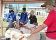 400 Domba Ikuti Kontes Nasional di Magelang