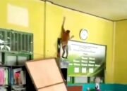 Bekantan Ngamuk di Ponpes, Santriwati Histeris 35 Bekantan Ngamuk di Ponpes, Santriwati Histeris