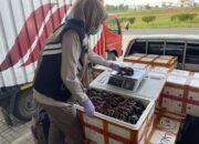 Ekspor Kepiting Bakau Kalsel Capai Rp 40 Miliar, Dikirim ke Tiongkok, Malaysia dan Singapura 27 Ekspor Kepiting Bakau Kalsel Capai Rp 40 Miliar, Dikirim ke Tiongkok, Malaysia dan Singapura