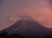 Gunung Merapi Luncurkan Guguran Lava 42 Kali Sejauh 1,6 Kilometer 14 Gunung Merapi Luncurkan Guguran Lava 42 Kali Sejauh 1,6 Kilometer