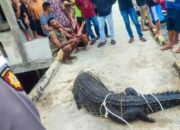Buaya 4 Meter Masuk ke Pemukiman Warga 25 Buaya 4 Meter Masuk ke Pemukiman Warga
