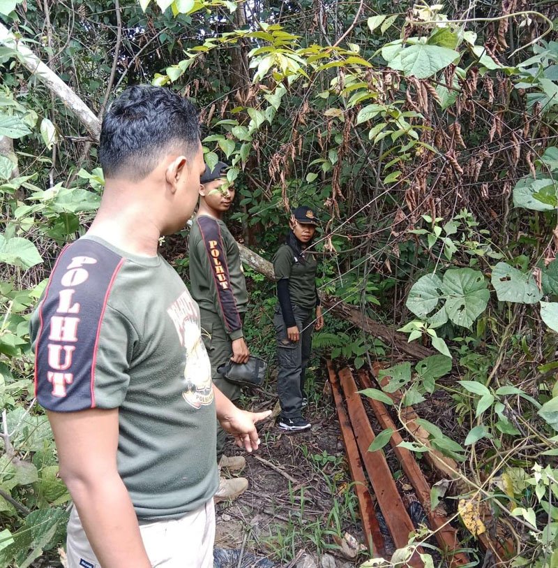 1 2 klm Pembalakan hutan