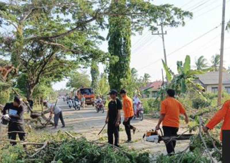 Ganggu Jalan, BPBD Tangani Pohon Tumbang 1 Hal 12 Tanbu 35 klm 5
