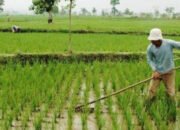 Berkomitmen Majukan Petani dan UMKM di Balangan 7 Berkomitmen Majukan Petani dan UMKM di Balangan