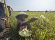 Ketahanan Pangan dan Alternatif Pembiayaan Berkelanjutan 28 Ketahanan Pangan dan Alternatif Pembiayaan Berkelanjutan