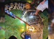 Ingin Mandi di Sungai, Badaruzaman Tewas Diterkam Buaya