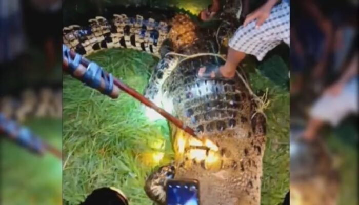 Ingin Mandi di Sungai, Badaruzaman Tewas Diterkam Buaya