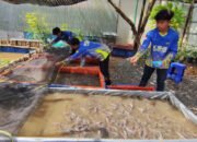 Didukung Pertamina Patra Niaga IT Banjarmasin, KSB Kuin Cerucuk Panen Lele Hingga 200 Kg 29 Didukung Pertamina Patra Niaga IT Banjarmasin, KSB Kuin Cerucuk Panen Lele Hingga 200 Kg