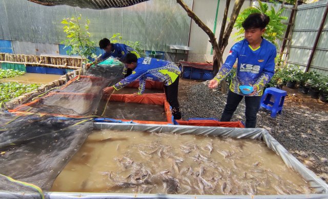 Didukung Pertamina Patra Niaga IT Banjarmasin, KSB Kuin Cerucuk Panen Lele Hingga 200 Kg 1 IMG 20241001 054452
