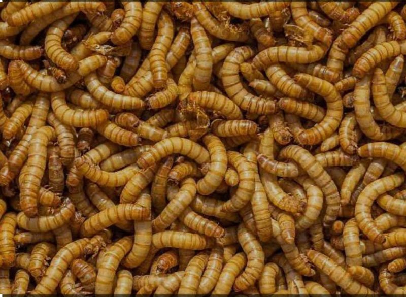 Hal 10 3 KLm Manggot atau belatung