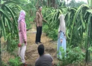 UNBL-ULM Bina Petani Desa Bentok Tingkatkan Hasil Pertanian 34 UNBL-ULM Bina Petani Desa Bentok Tingkatkan Hasil Pertanian