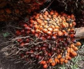 IMG 20241121 WA0010 1