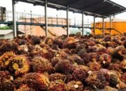 Pekebun Tangguh untuk Hadapi Perubahan Iklim