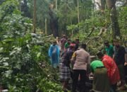 Dua WNA Tewas Tertimpa Pohon Tumbang