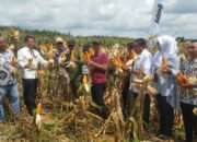 Panen Jagung di Tala Produksi Capai 12,5 Ton Per Hektare