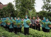 Dukung Ketahanan Pangan, Pemkab Banjar Panen Sayur 15 Dukung Ketahanan Pangan, Pemkab Banjar Panen Sayur