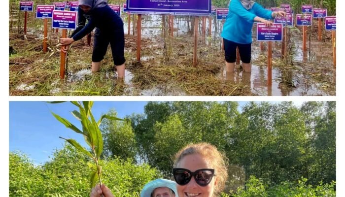 Wisatawan Coral Expedition Australia Tanam Mangrove di Stasiun Riset Bekantan Batola