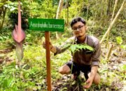 Konservasi Bunga Bangkai di Taman Biodiversitas Hutan Hujan Tropis Lembah Bukit Manjai 22 Konservasi Bunga Bangkai di Taman Biodiversitas Hutan Hujan Tropis Lembah Bukit Manjai