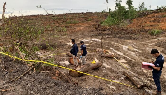 Tanaman Reklamasi Arutmin Seluas 369,62 Hektare Dirusak