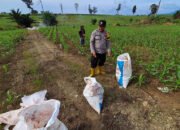 Dukung Ketahanan Pangan Nasional dengan Pemupukan Jagung Serentak di Desa Peramasan
