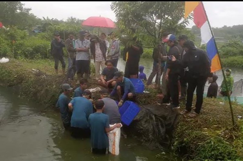 Hal 6 3 KLm Panen papuyu