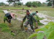 Kodim 1002/HST Tanam Padi, Dukung Program Ketahanan Pangan