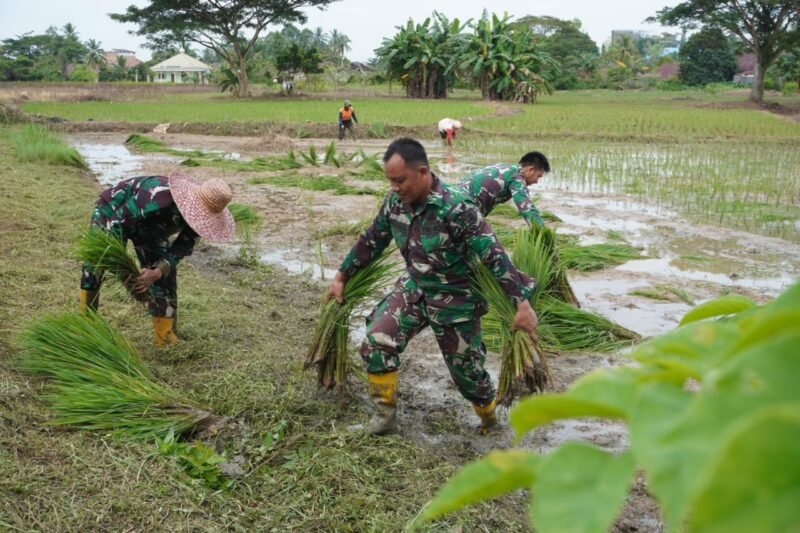 Kodim 1002/HST Tanam Padi, Dukung Program Ketahanan Pangan