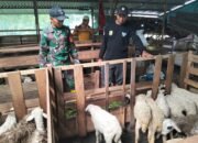 Babinsa Sukses Beternak Kambing, Raih Omzet Puluhan Juta Rupiah