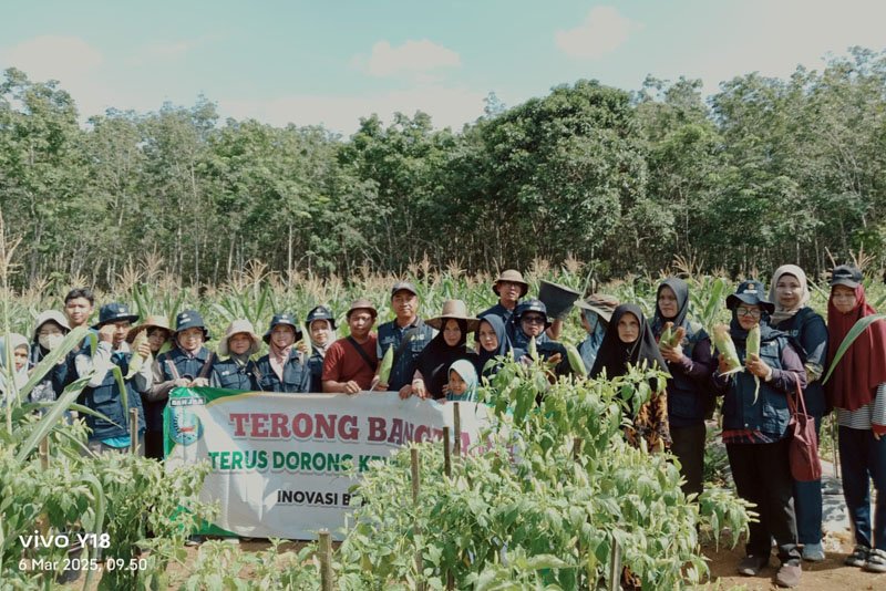 Karang Intan Targetkan Swasembada Jagung 1 Hal 6 3 Klm Martapura Panen jagung