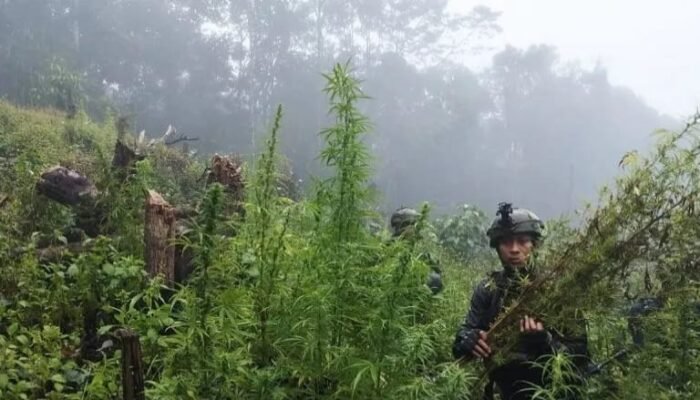 Ladang Ganja Ditemukan TNI di Pegunungan Papua