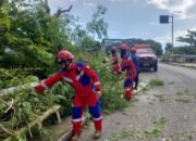 Tutup Jalan, Damkar Evakuasi Pohon Tumbang di Pekauman
