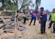 Korban Tewas Tertimpa Pohon Bertambah Jadi Tiga orang