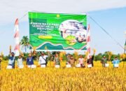 Komitmen Swasembada Pangan, Bupati HST Panen Raya Padi