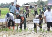 Pemkab HST, Kodim 1002 dan Forkopimda Wujudkan Ketahanan Pangan Melalui Gerakan Tanam Padi