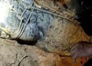 Seorang Anak Diterkam Buaya Saat Mandi di Sungai Sangatta