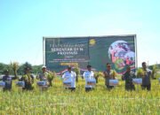 Bupati HSS Panen Raya Padi di Padang Batung 33 Bupati HSS Panen Raya Padi di Padang Batung