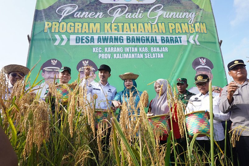 Contoh Ketahanan Pangan Desa 1 1 3 klm 5 cm Kontrak Martapura 14 Panen padi