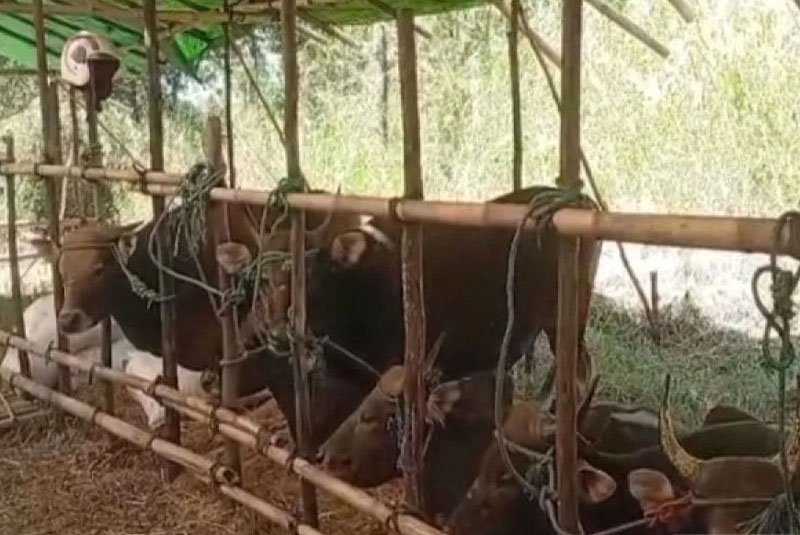 Hal 5 3 Klm Hewan Kurban