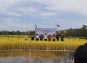 Tabalong Siap Jadi Pelopor Padi Apung 42 Tabalong Siap Jadi Pelopor Padi Apung