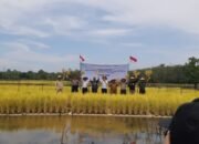 Padi Apung, Inovasi Modern Wujudkan Ketahanan Pangan 43 Padi Apung, Inovasi Modern Wujudkan Ketahanan Pangan