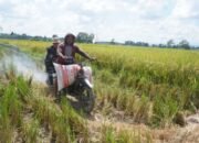 Kepedulian Satgas TMMD Bantu Bawa Hasil Panen Petani 13 Kepedulian Satgas TMMD Bantu Bawa Hasil Panen Petani