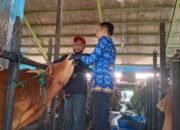 Ratusan Ekor Sapi Tiba di Banjarmasin, Empat Ekor Alami Kelelahan 37 Ratusan Ekor Sapi Tiba di Banjarmasin, Empat Ekor Alami Kelelahan