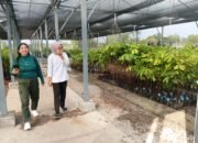 Gubernur Kunjungi Persemaian Modern Dishut Kalteng 23 Gubernur Kunjungi Persemaian Modern Dishut Kalteng